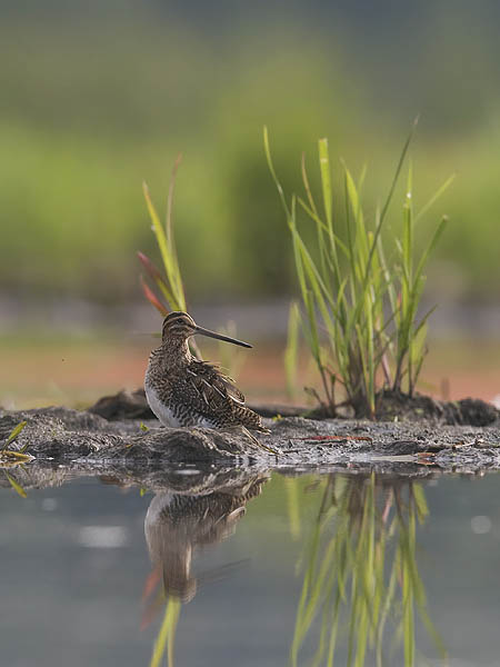 Taivaanvuohi, Common Snipe, Gallinago gallinago