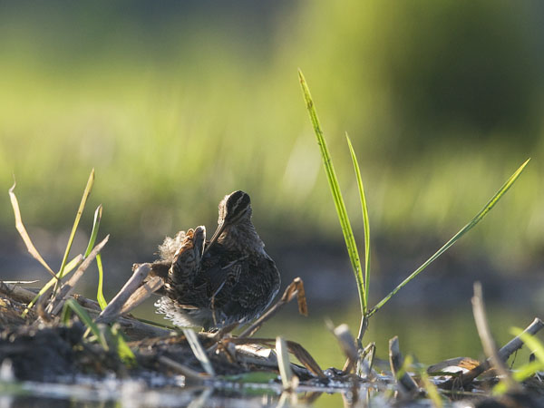 Taivaanvuohi, Common Snipe, Gallinago gallinago