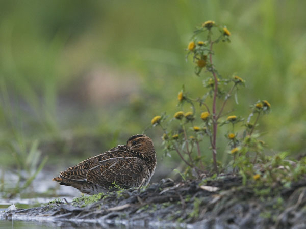 Taivaanvuohi, Common Snipe, Gallinago gallinago