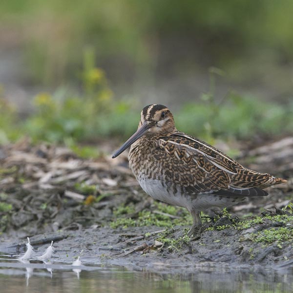 Taivaanvuohi, Common Snipe, Gallinago gallinago