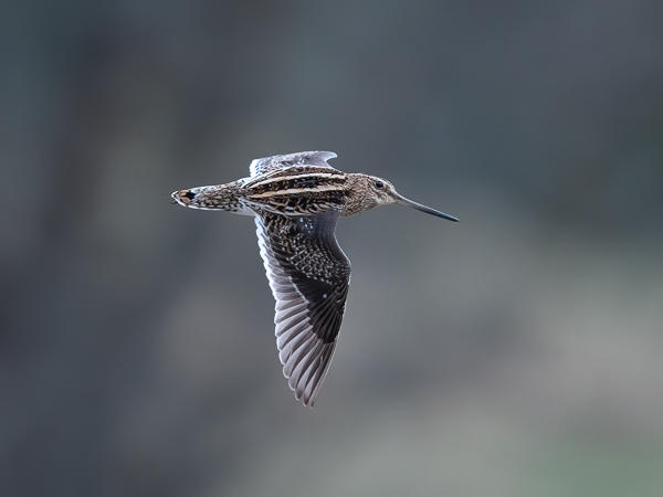 Taivaanvuohi, Common Snipe, Gallinago gallinago