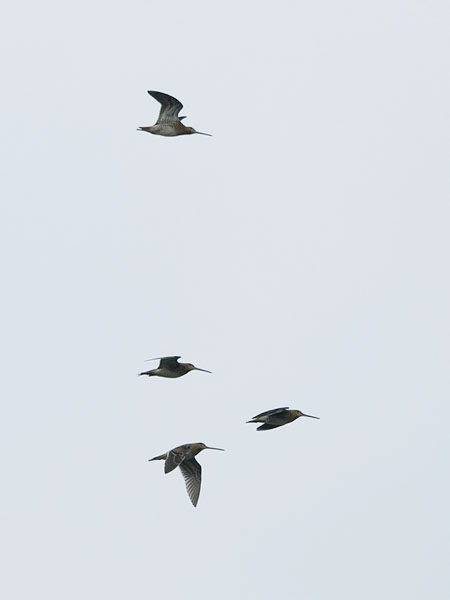 Taivaanvuohi, Common Snipe, Gallinago gallinago