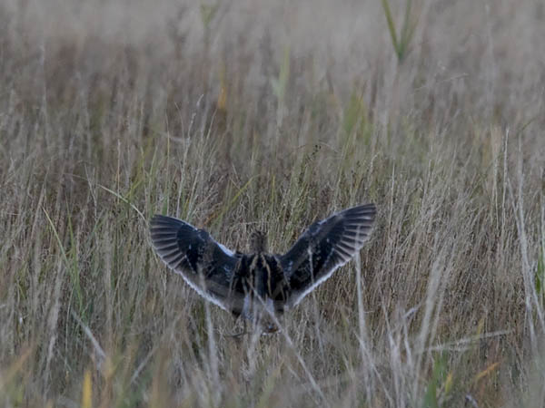 Taivaanvuohi, Common Snipe, Gallinago gallinago