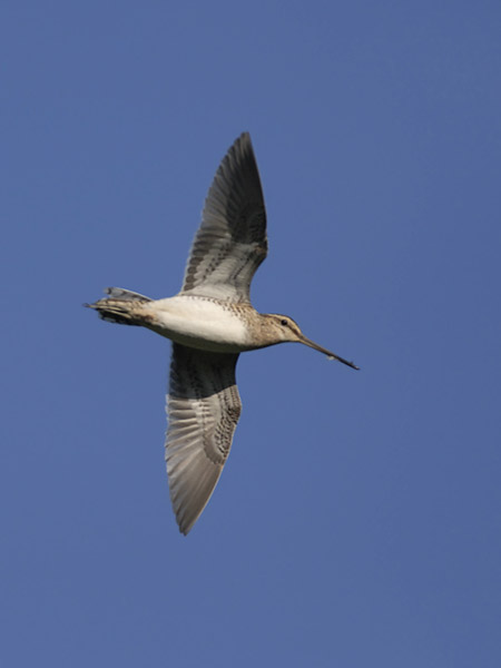 Taivaanvuohi, Common Snipe, Gallinago gallinago