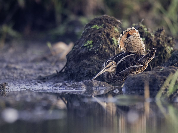 Taivaanvuohi, Common Snipe, Gallinago gallinago