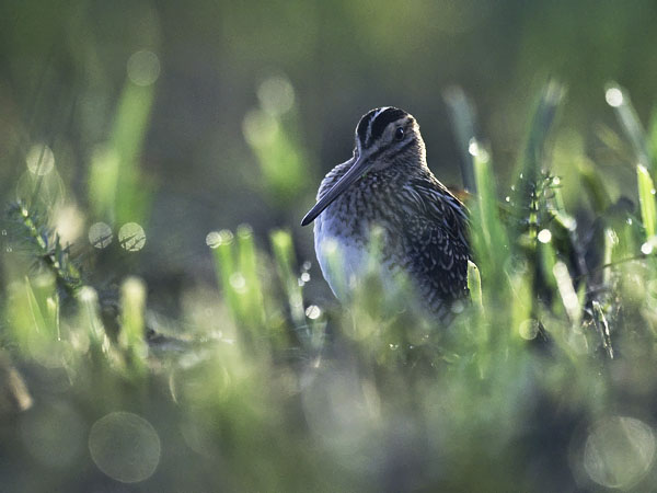 Taivaanvuohi, Common Snipe, Gallinago gallinago