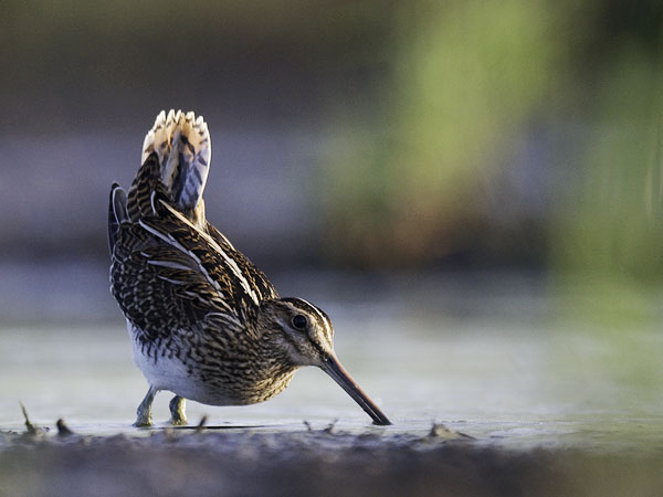 Taivaanvuohi, Common Snipe, Gallinago gallinago