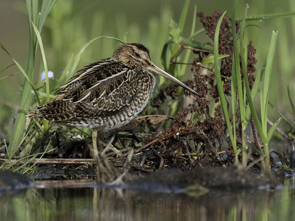 Taivaanvuohi, Common Snipe, Gallinago gallinago