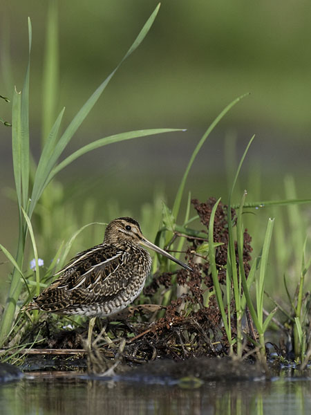 Taivaanvuohi, Common Snipe, Gallinago gallinago