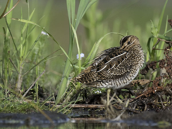 Taivaanvuohi, Common Snipe, Gallinago gallinago