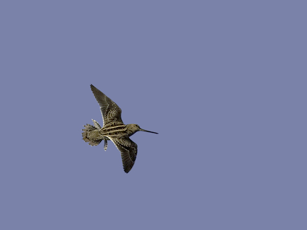 Taivaanvuohi, Common Snipe, Gallinago gallinago