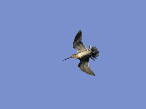 Taivaanvuohi, Common Snipe, Gallinago gallinago