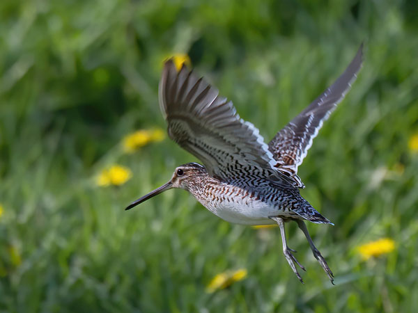 Taivaanvuohi, Common Snipe, Gallinago gallinago