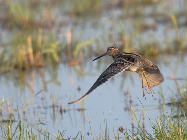 Taivaanvuohi, Common Snipe, Gallinago gallinago