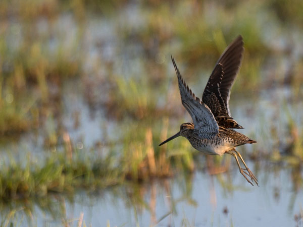 Taivaanvuohi, Common Snipe, Gallinago gallinago