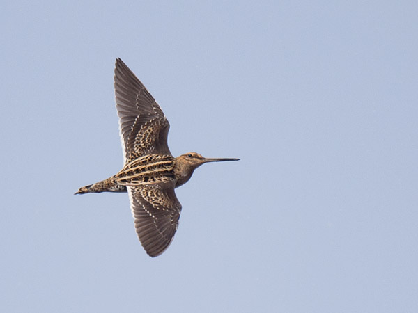 Taivaanvuohi, Common Snipe, Gallinago gallinago