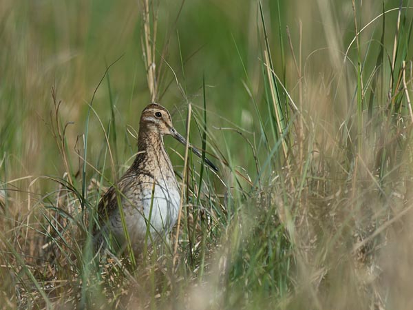 Taivaanvuohi, Common Snipe, Gallinago gallinago