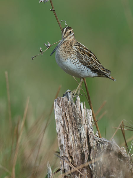 Taivaanvuohi, Common Snipe, Gallinago gallinago