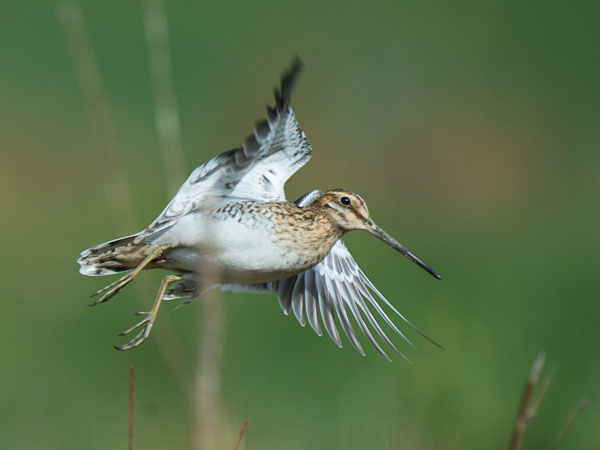 Taivaanvuohi, Common Snipe, Gallinago gallinago
