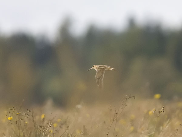Heinäkurppa, Great Snipe, Gallinago media