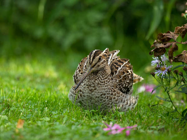 Heinäkurppa, Great Snipe, Gallinago media