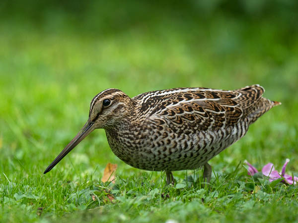Heinäkurppa, Great Snipe, Gallinago media