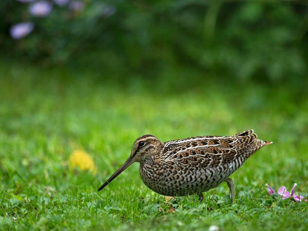 Heinäkurppa, Great Snipe, Gallinago media
