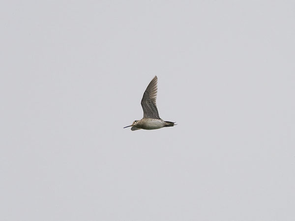 Siperiankurppa, Swinhoe´s Snipe, Gallinago megala
