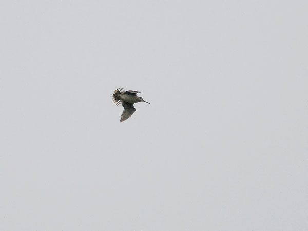 Siperiankurppa, Swinhoe´s Snipe, Gallinago megala