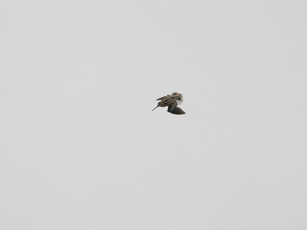 Siperiankurppa, Swinhoe´s Snipe, Gallinago megala