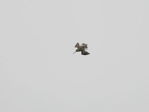 Siperiankurppa, Swinhoe´s Snipe, Gallinago megala