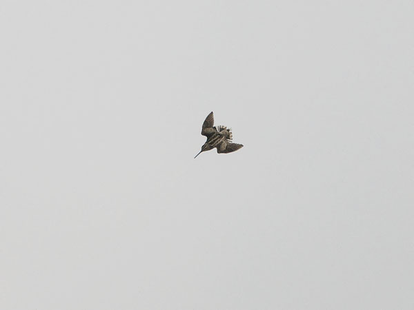 Siperiankurppa, Swinhoe´s Snipe, Gallinago megala