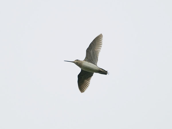 Siperiankurppa, Swinhoe´s Snipe, Gallinago megala