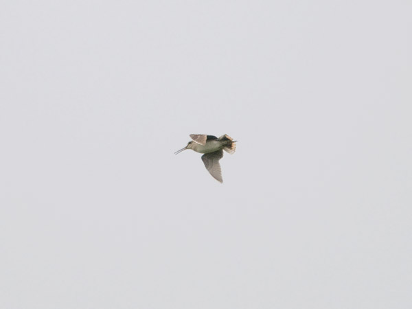 Siperiankurppa, Swinhoe´s Snipe, Gallinago megala