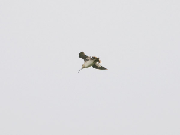 Siperiankurppa, Swinhoe´s Snipe, Gallinago megala