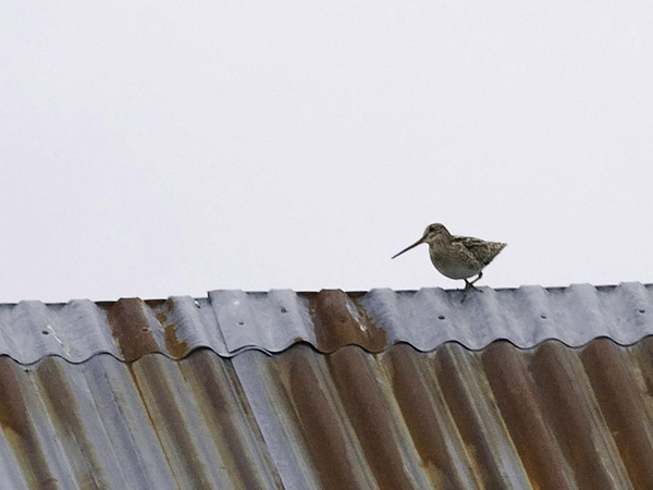 Siperiankurppa, Swinhoe´s Snipe, Gallinago megala