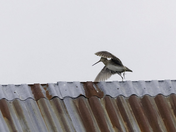 Siperiankurppa, Swinhoe´s Snipe, Gallinago megala