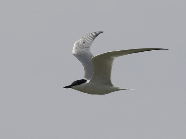 Hietatiira, Gull-billed Tern, Gelochelidon nilotica