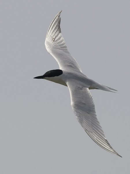 Hietatiira, Gull-billed Tern, Gelochelidon nilotica