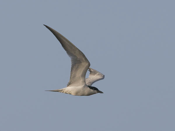 Hietatiira, Gull-billed Tern, Gelochelidon nilotica