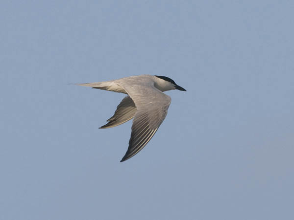 Hietatiira, Gull-billed Tern, Gelochelidon nilotica