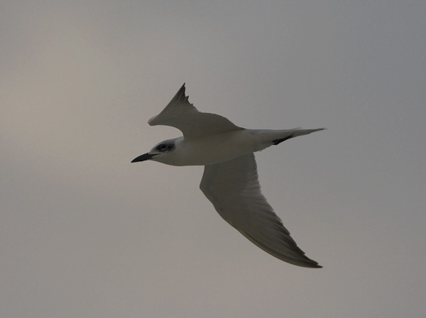 Hietatiira, Gull-billed Tern, Gelochelidon niloticaHietatiira, Gull-billed Tern, Sterna nilotica