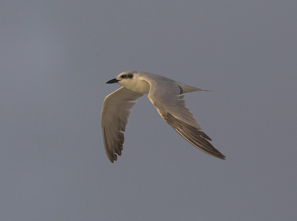 Hietatiira, Gull-billed Tern, Gelochelidon nilotica