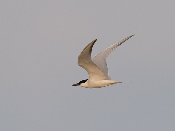 Hietatiira, Gull-billed Tern, Gelochelidon nilotica