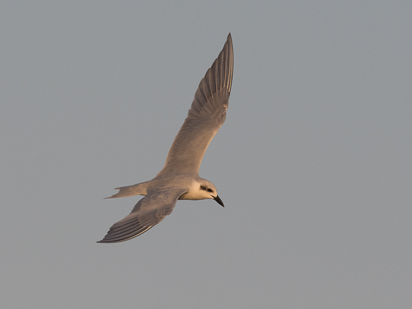 Hietatiira, Gull-billed Tern, Gelochelidon nilotica