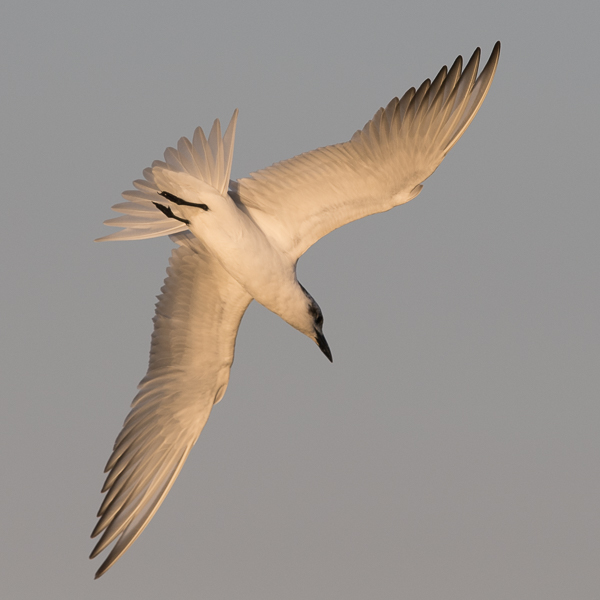 Hietatiira, Gull-billed Tern, Gelochelidon nilotica