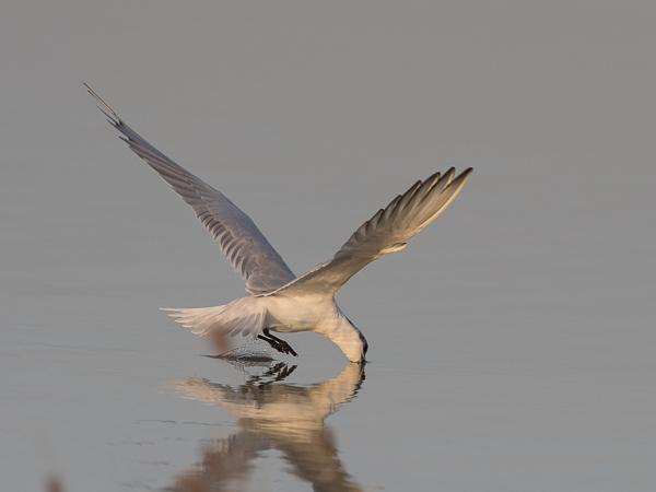Hietatiira, Gull-billed Tern, Gelochelidon nilotica