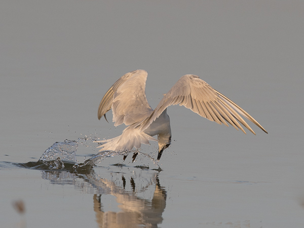 Hietatiira, Gull-billed Tern, Gelochelidon nilotica