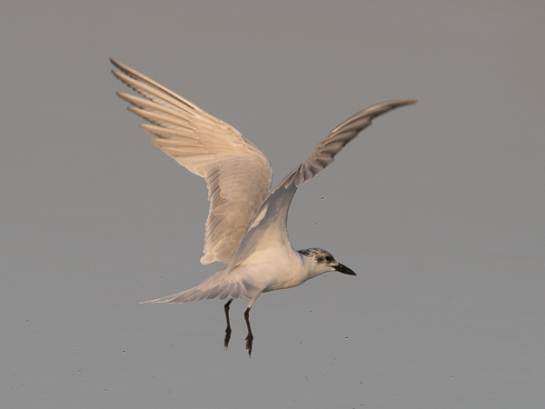 Hietatiira, Gull-billed Tern, Gelochelidon nilotica