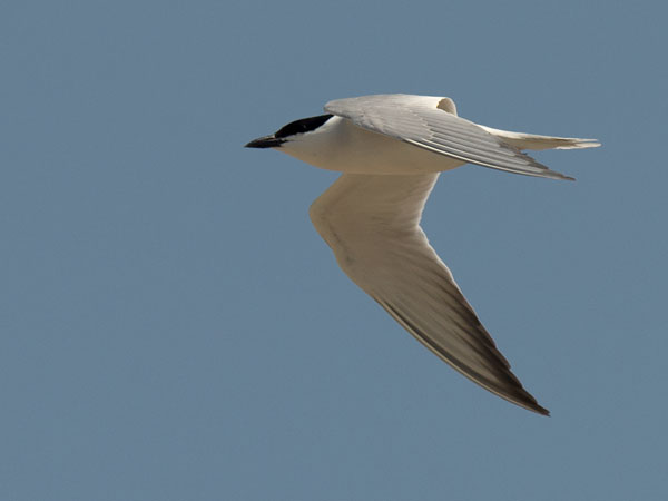 Hietatiira, Gull-billed Tern, Gelochelidon nilotica